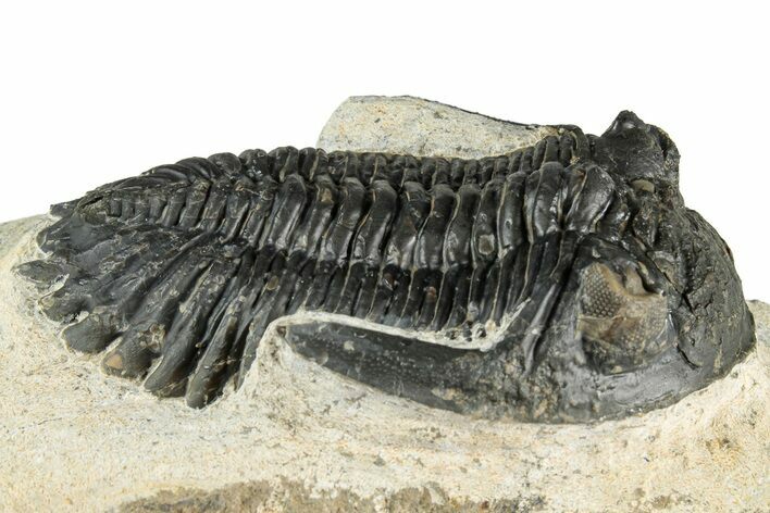 Detailed Hollardops Trilobite Fossil - Ofaten, Morocco #351268